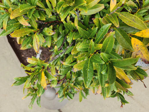 Pourquoi les feuilles de mon laurier jaunissent ?