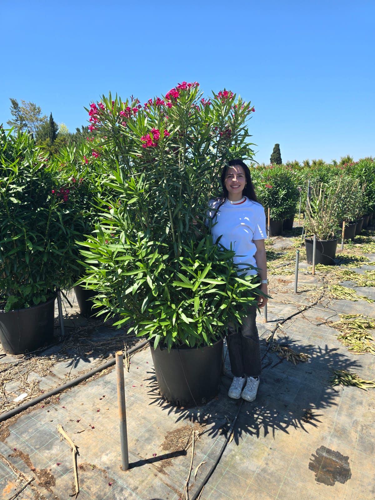 Laurier Rose 'Jannoch'