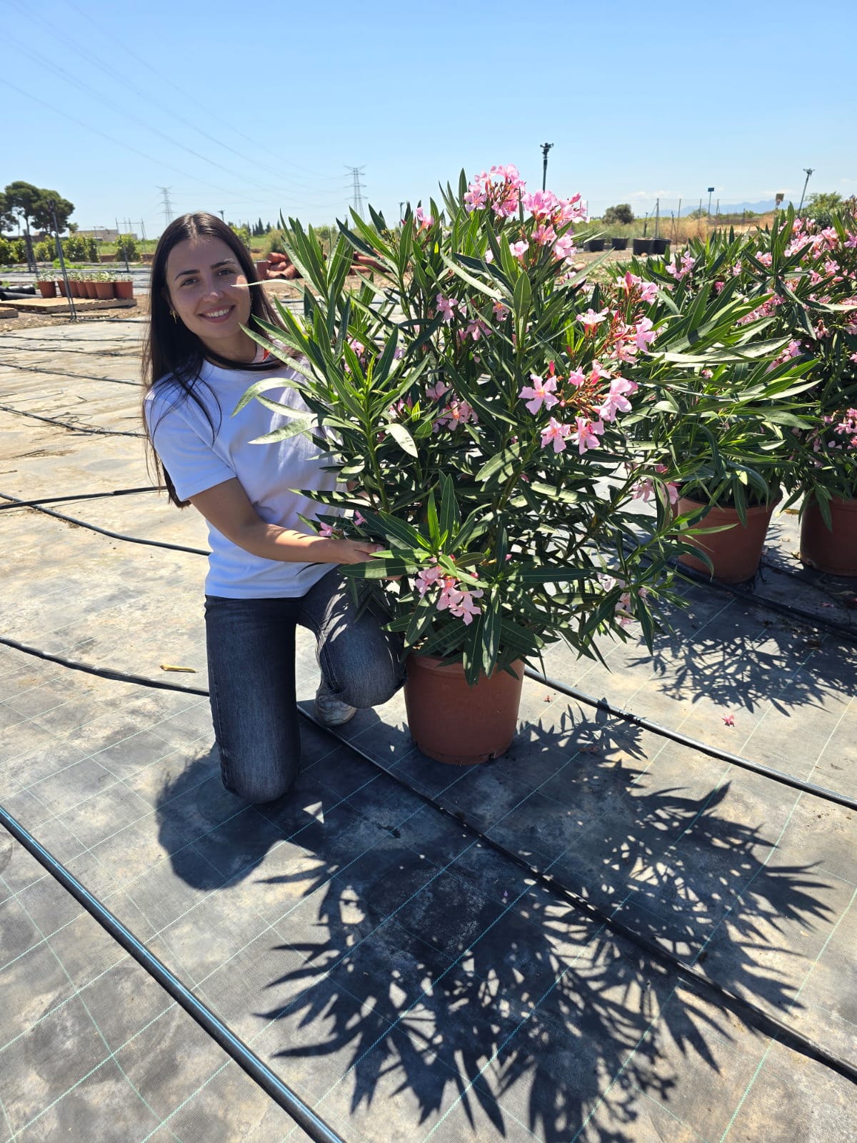 Laurier Rose 'Sealy Pink'