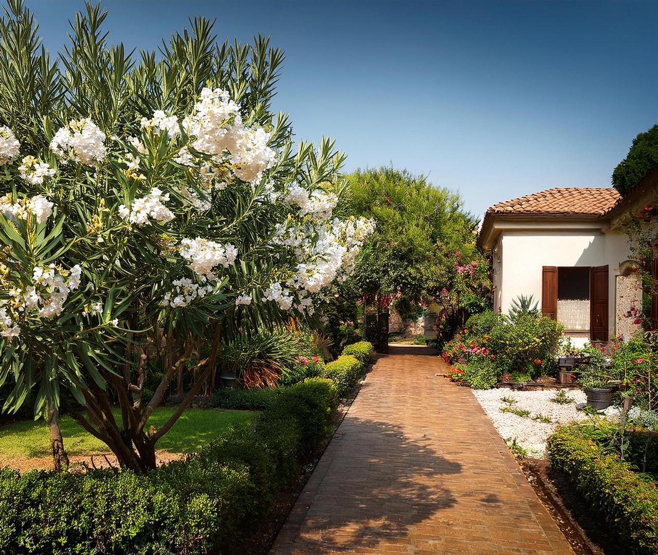 Laurier Rose Blanc 'Sœur Agnès'