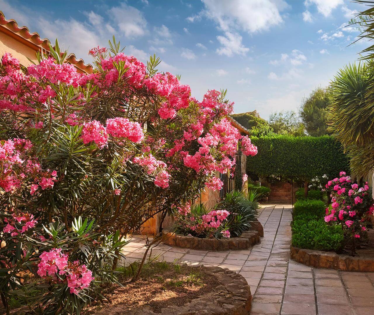 Laurier Rose 'Sealy Pink'