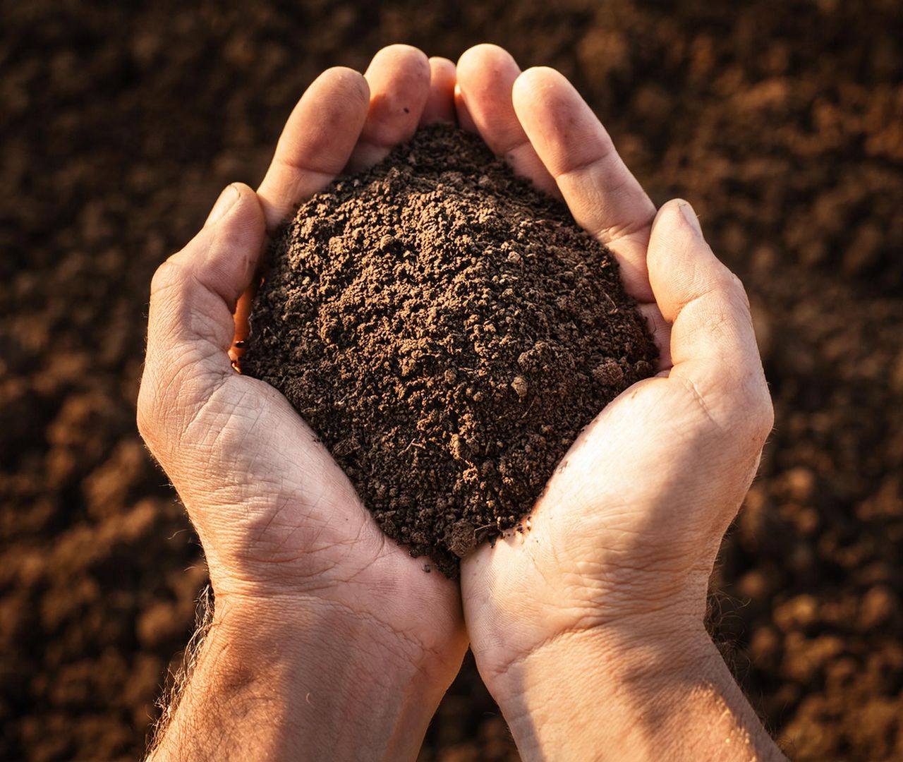 Terreau spécial lauriers roses