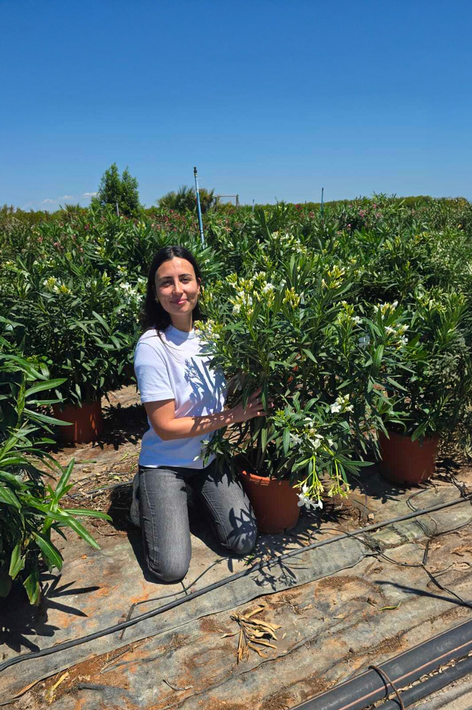 Laurier Rose Blanc 'Sœur Agnès'