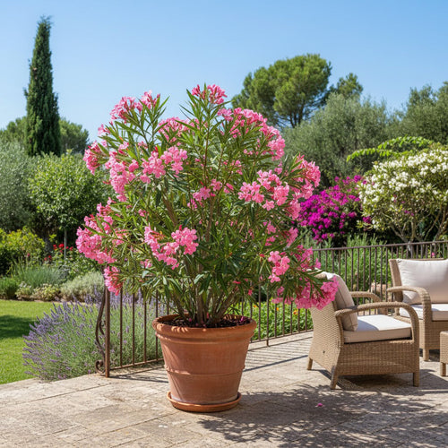 Culture en pot du laurier rose : réussir la floraison sur balcon ou terrasse