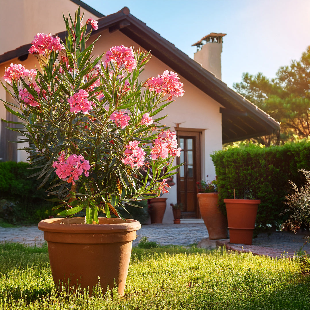 Culture en pot : nos conseils pour réussir vos lauriers roses sur balcon ou terrasse