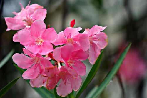 Comment bouturer un Laurier Rose ?