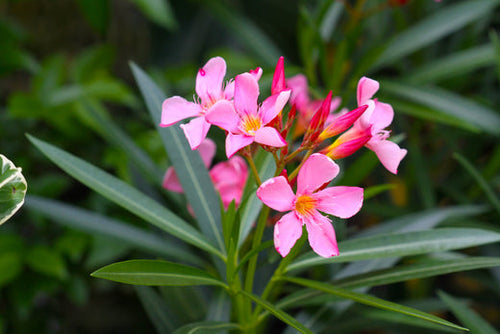 Comment planter mon Laurier Rose ?