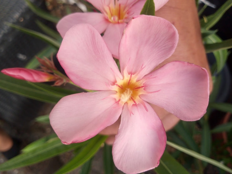 Laurier Rose 'Docteur Ragioneri'