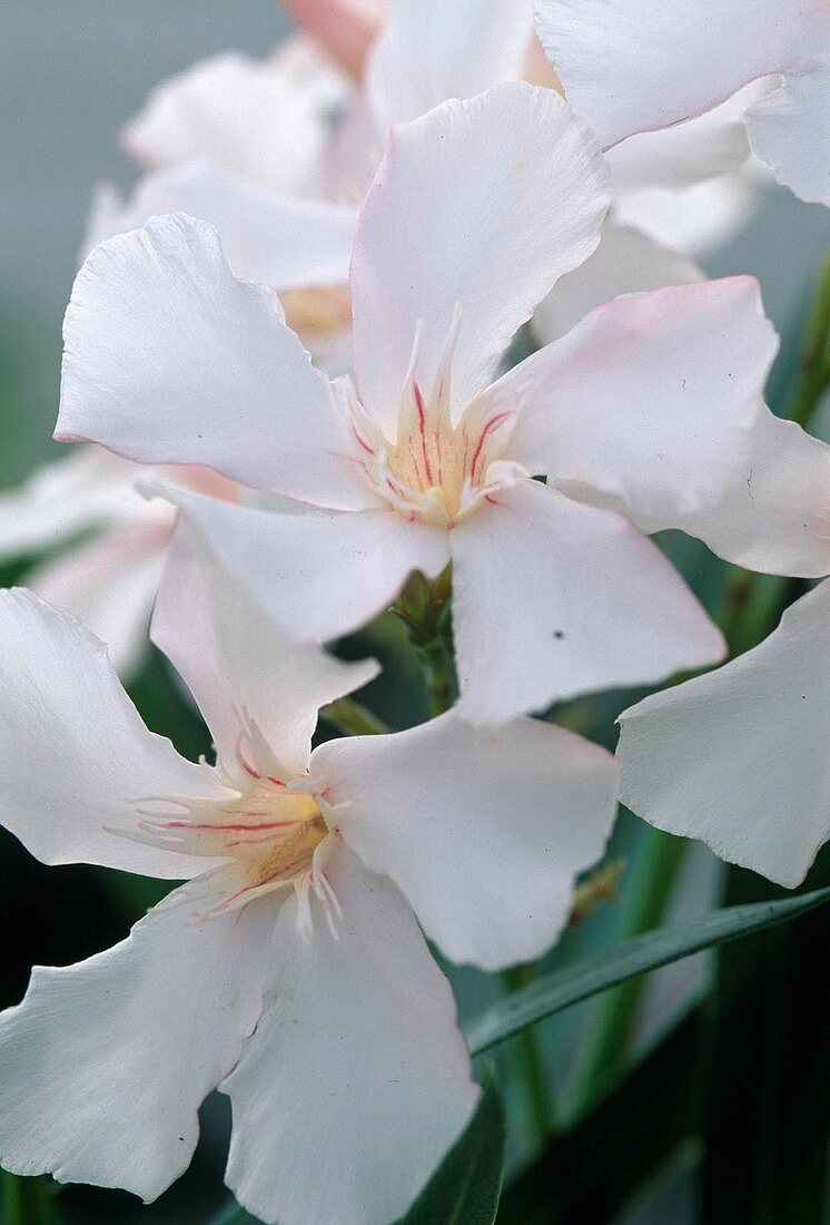 Laurier Rose "Alsace"