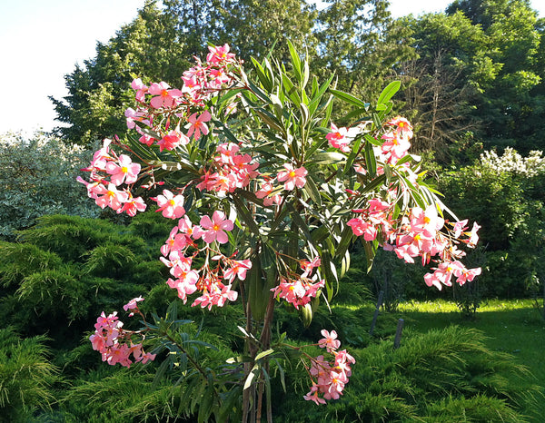 Laurier Rose 'Docteur Ragioneri'