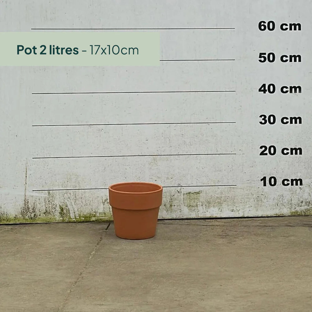 Pot en terre cuite - 2 litres