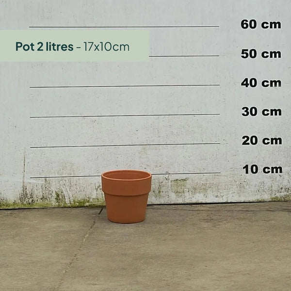 Pot en terre cuite - 2 litres
