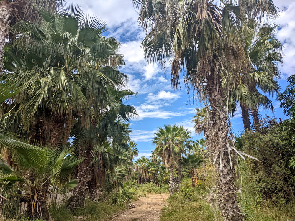 Palmier du Mexique (Washingtonia Robusta)
