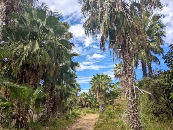 Palmier du Mexique (Washingtonia Robusta)