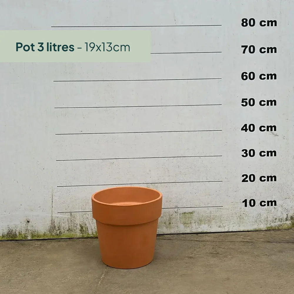 Pot en terre cuite - 3 litres
