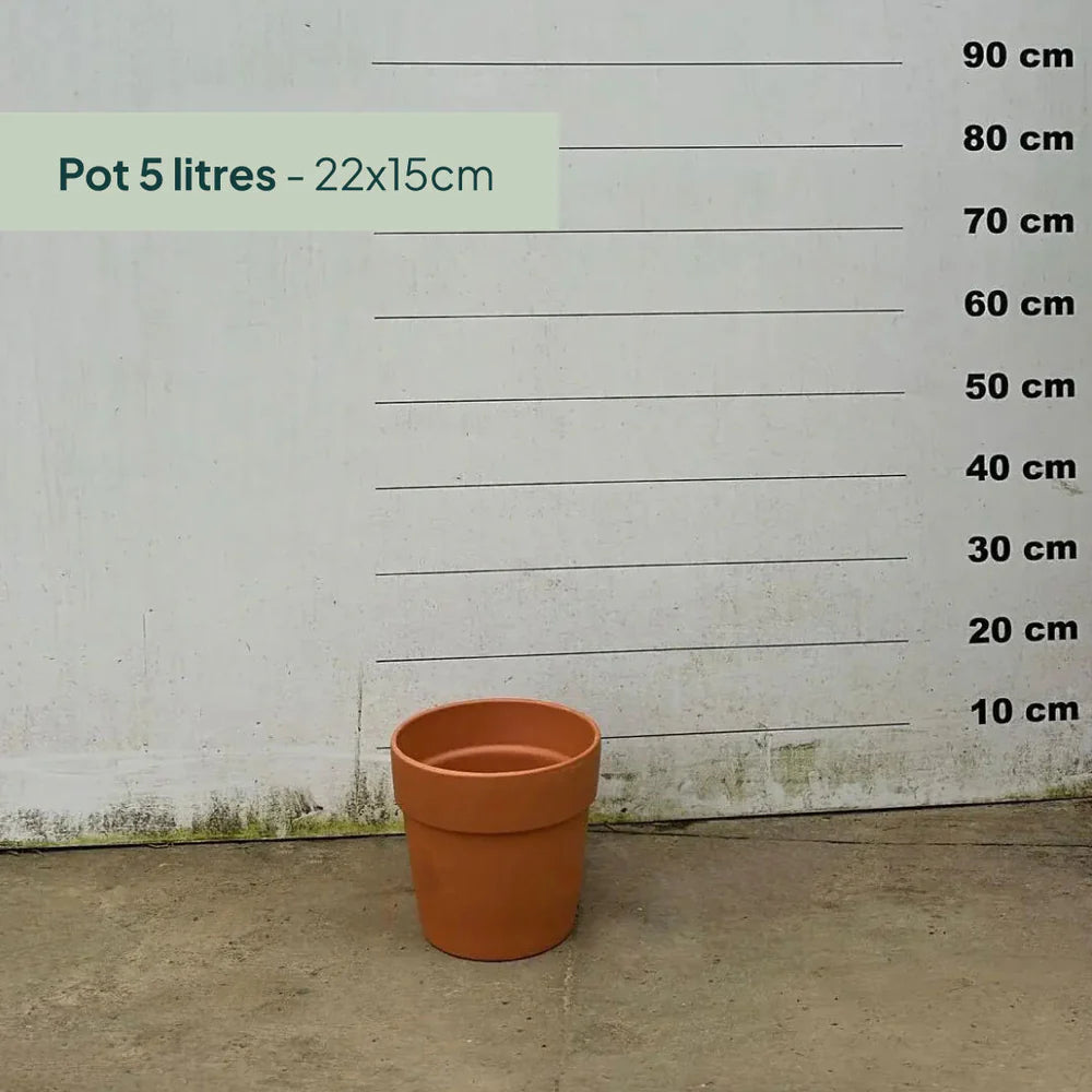 Pot en terre cuite - 5 litres