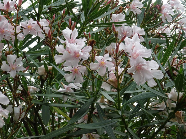 Laurier Rose "Alsace"
