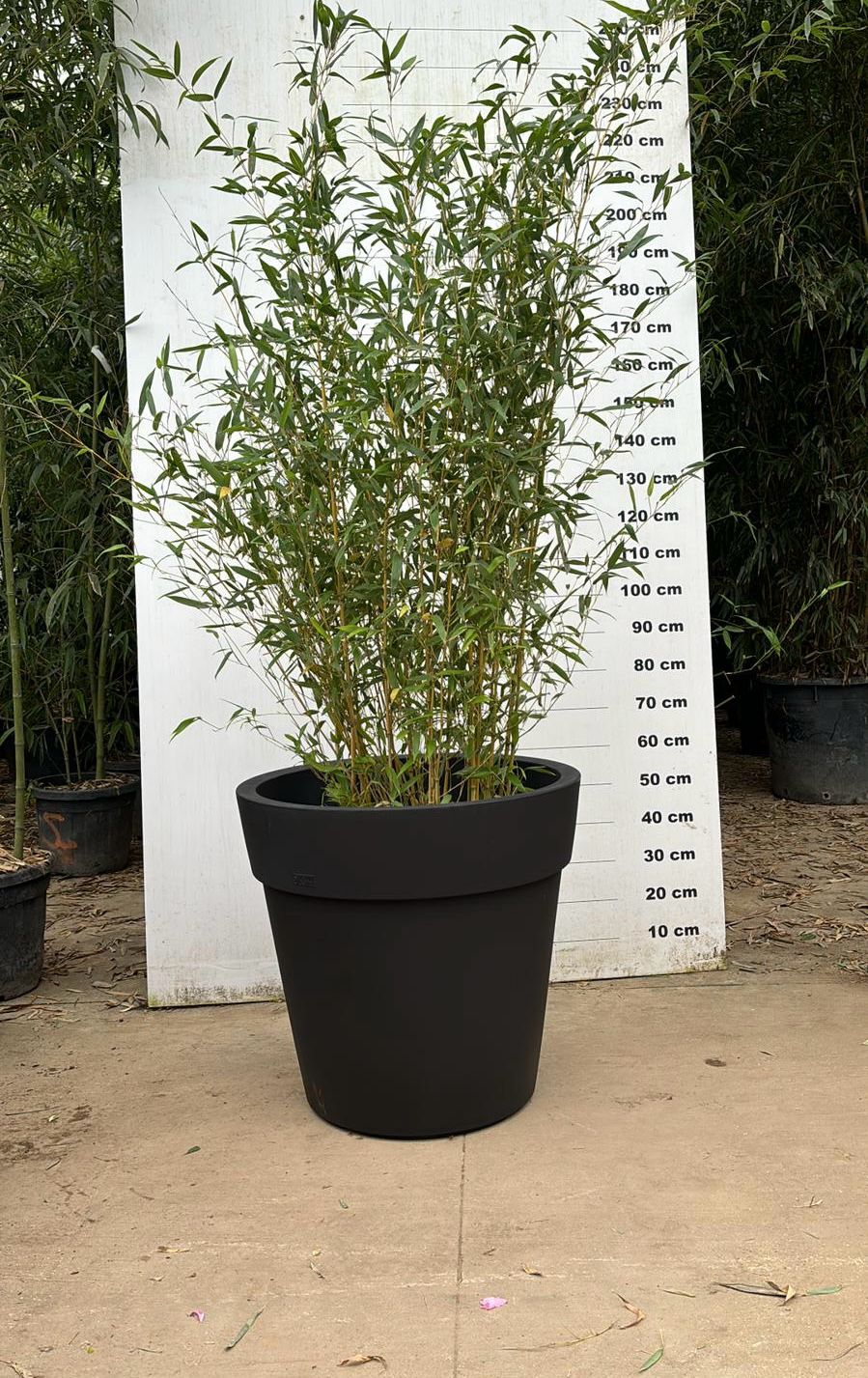 pot plastique plante Pot en plastique