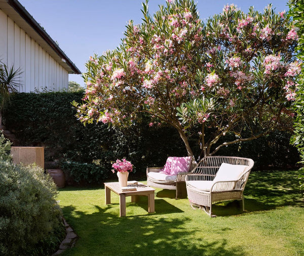 Blanc nuancé de rose, Feuillage vert toute l'année.