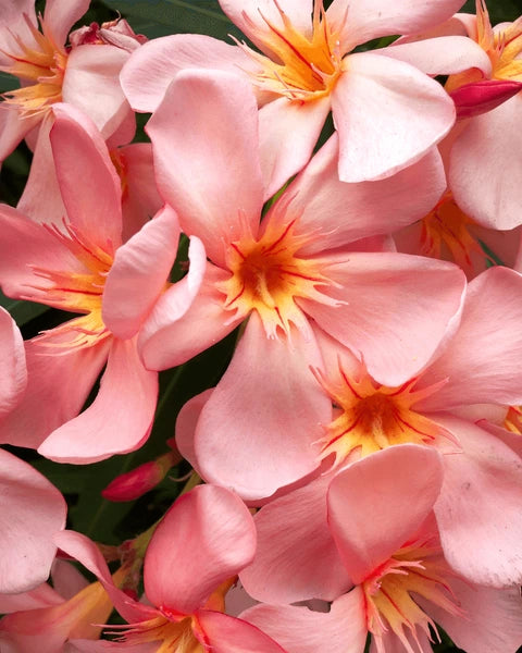 Laurier Rose 'Docteur Ragioneri'